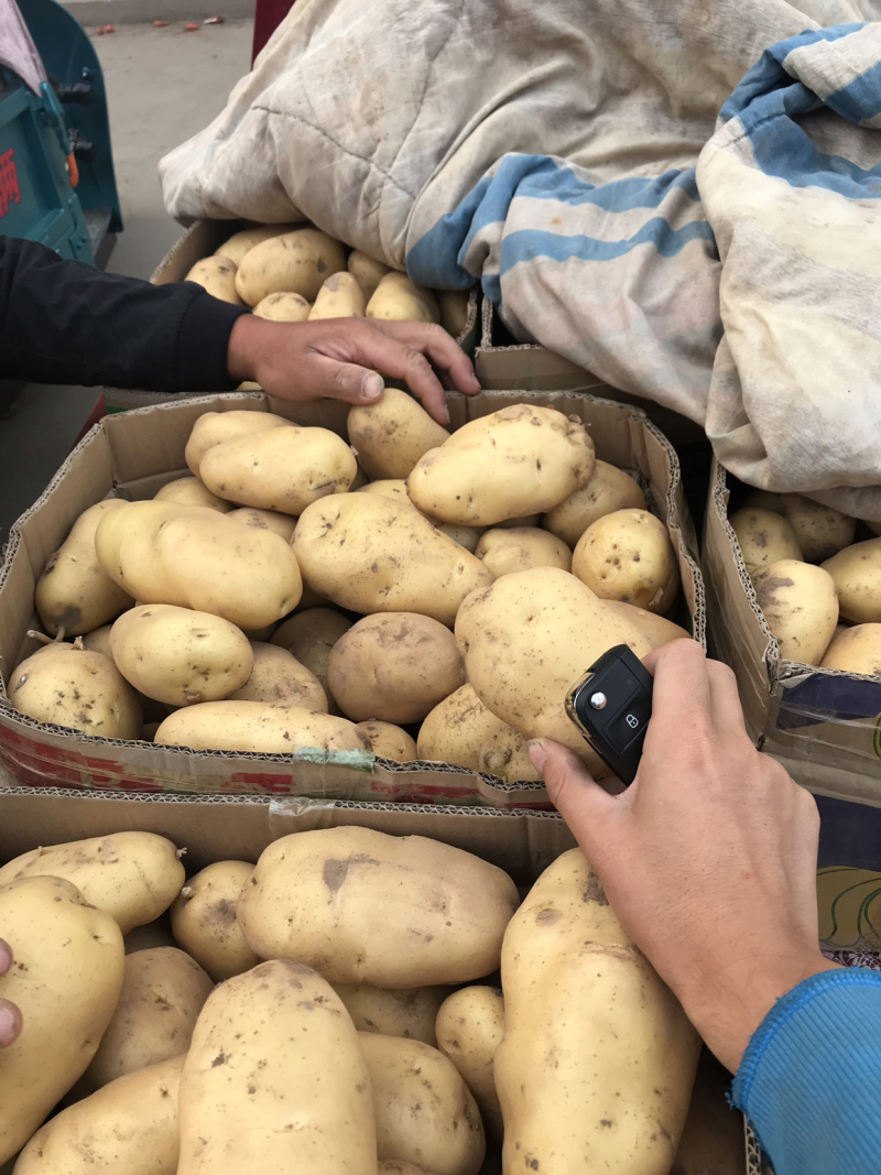 沙地荷兰土豆、规格齐全、现货现发、保证质量