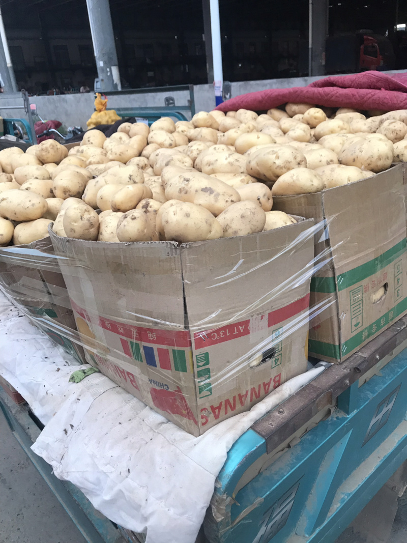 沙地荷兰土豆、规格齐全、现货现发、保证质量