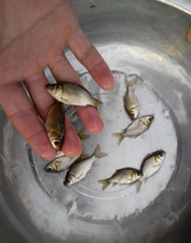 鲫鱼苗+水花东北鲫鱼湘云鲫中科三号黄金鲫+齐全