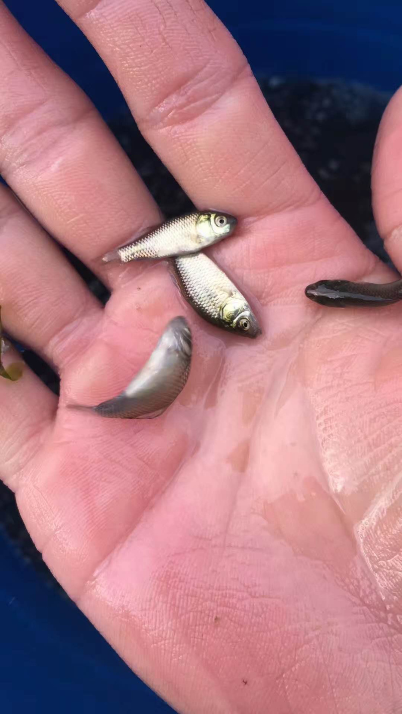鲫鱼苗+水花东北鲫鱼湘云鲫中科三号黄金鲫+齐全