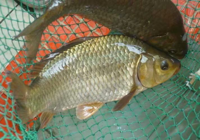 鲫鱼苗+水花东北鲫鱼湘云鲫中科三号黄金鲫+齐全