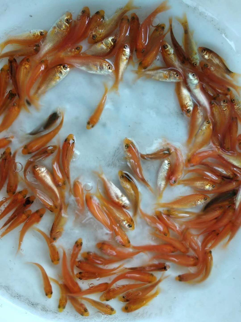 红鲤鱼苗+自孵水花/量大从优
