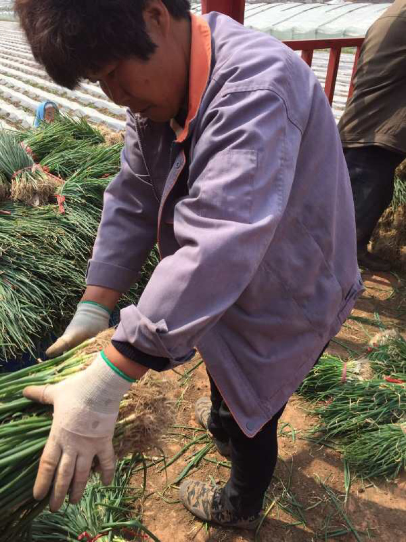 山东铁杆葱苗钢葱苗香葱苗万亩基地假一赔十代育