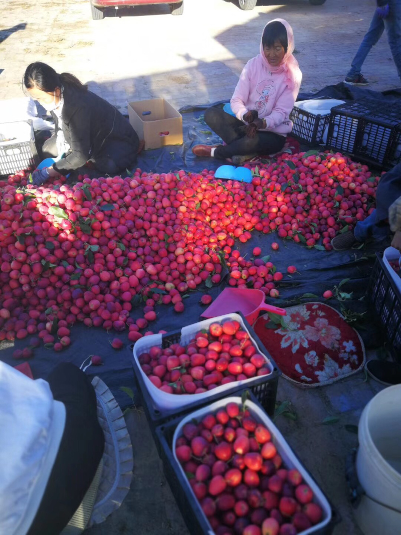 烟台莱州鸡心果基地，20万斤8月15号上市