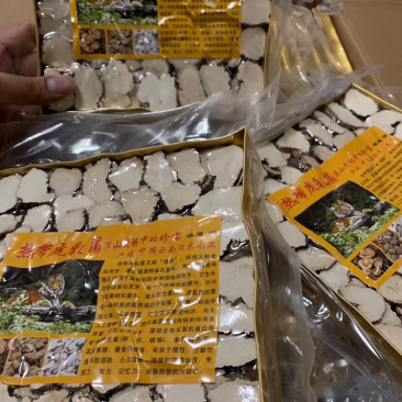 虎乳菌中号/包250克