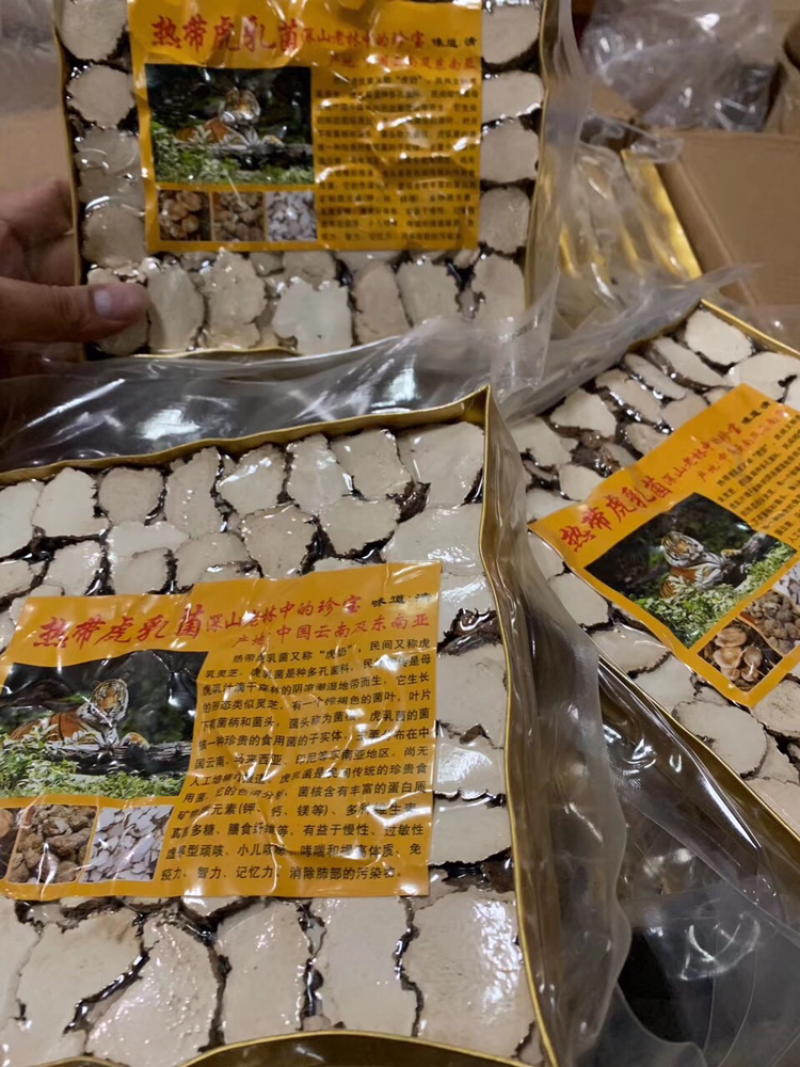 虎乳菌中号/包250克