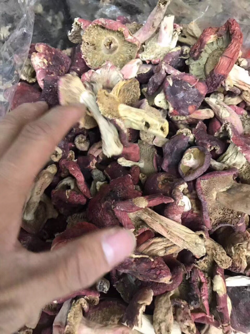 红菇中号