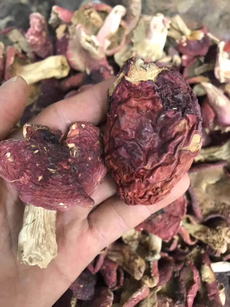 红菇中号