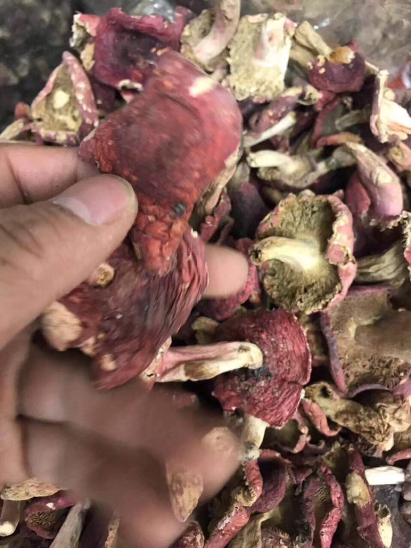 红菇中号