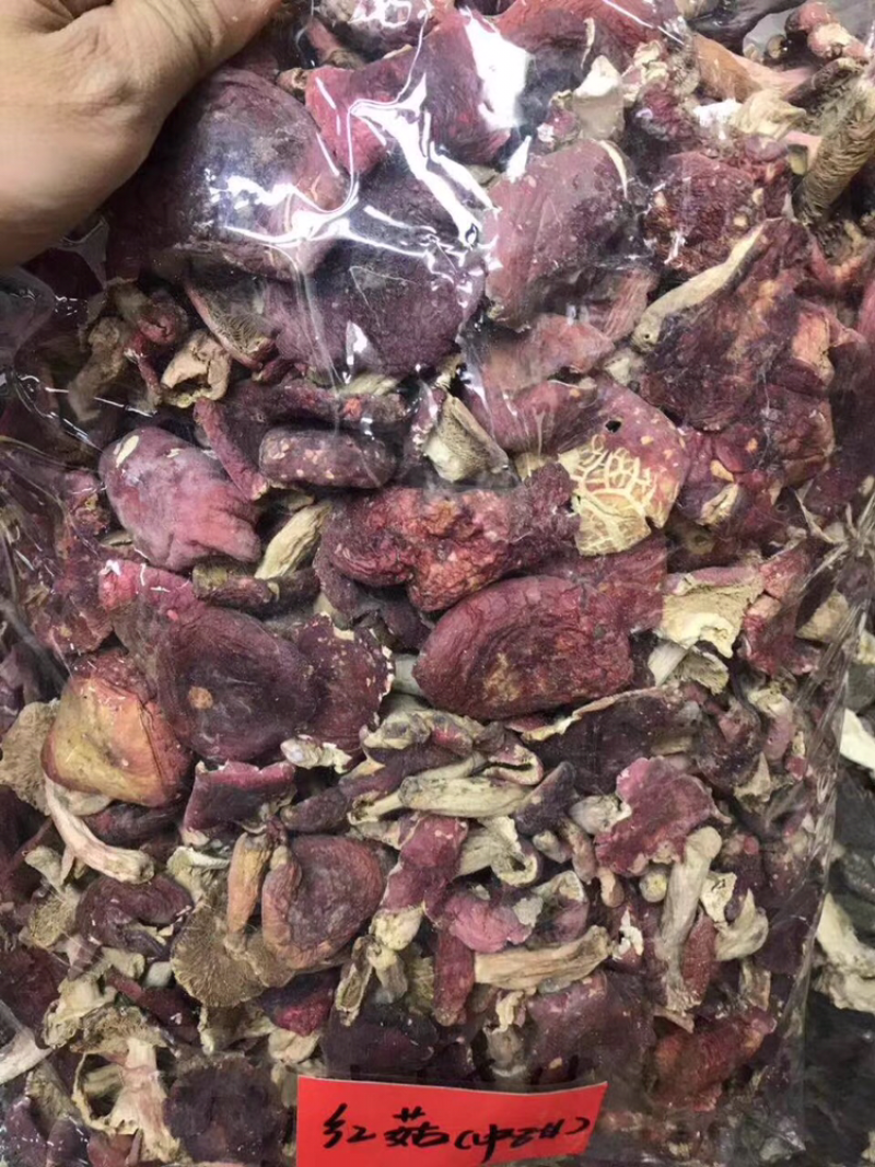 红菇中号