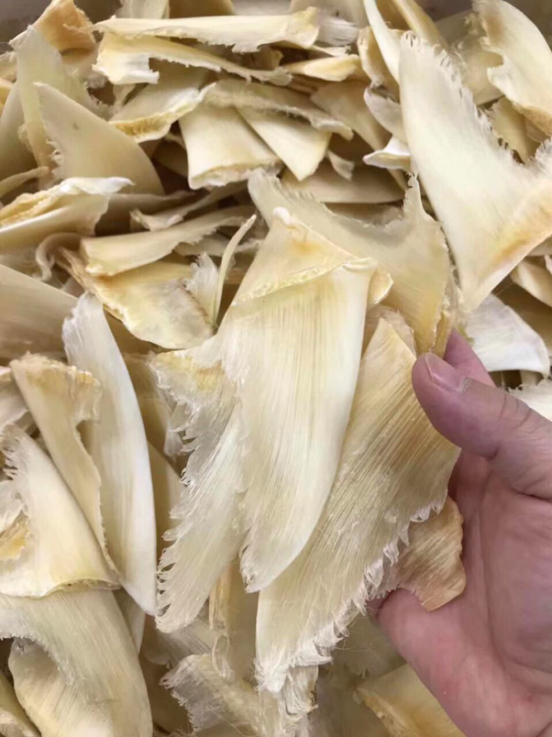 鱼翅，净头青勾金勾