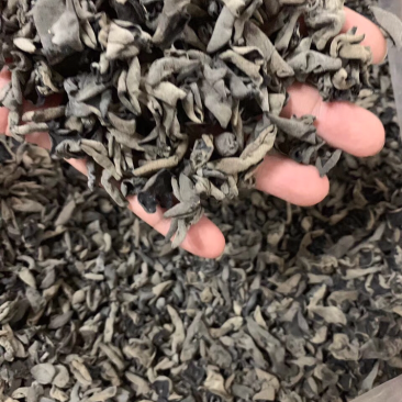 老鼠黑木耳