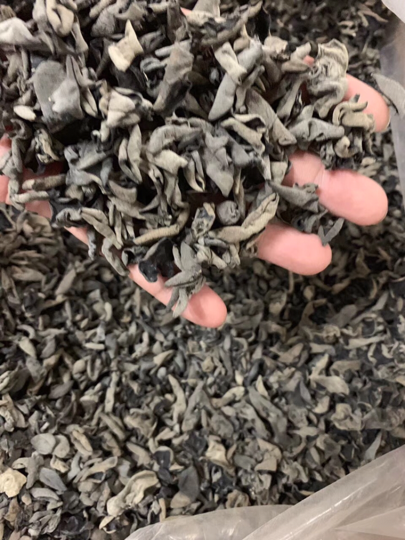 老鼠黑木耳