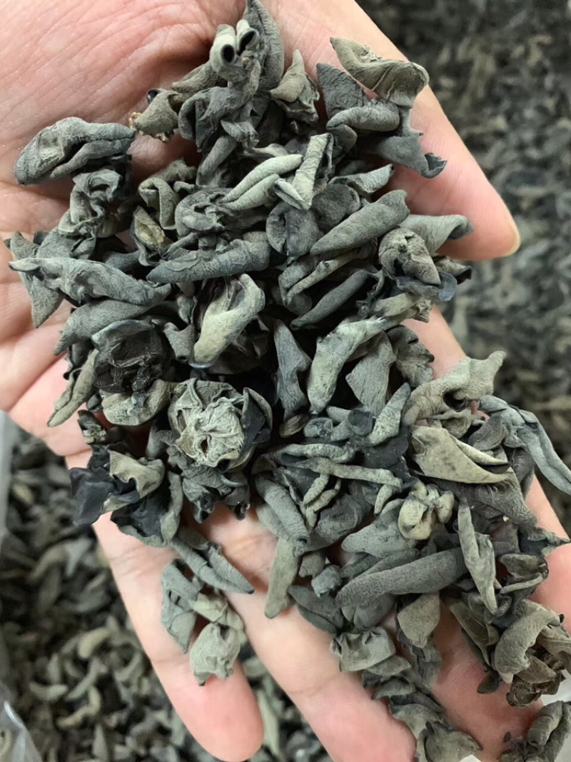 老鼠黑木耳