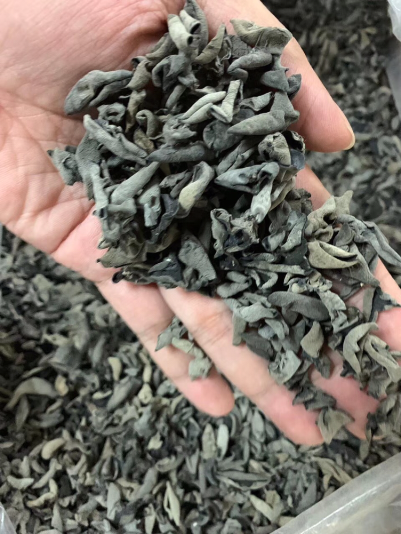 老鼠黑木耳