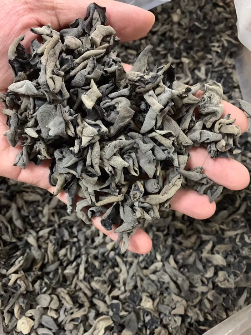 老鼠黑木耳