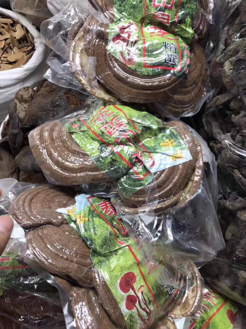 泰山灵芝