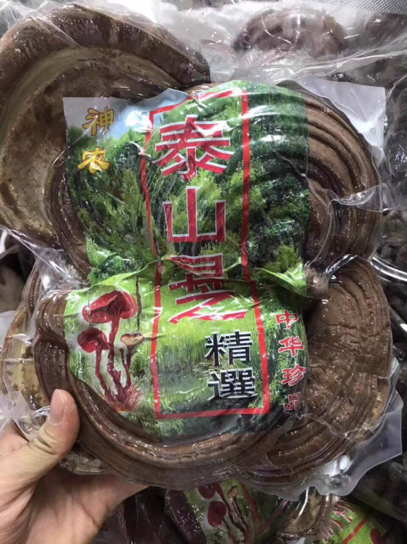 泰山灵芝