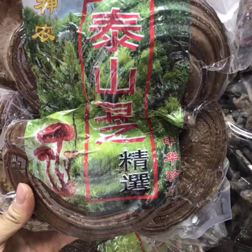 泰山灵芝