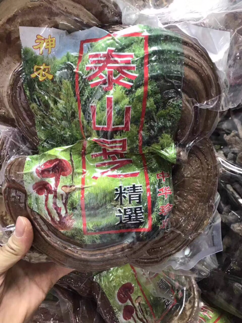 泰山灵芝
