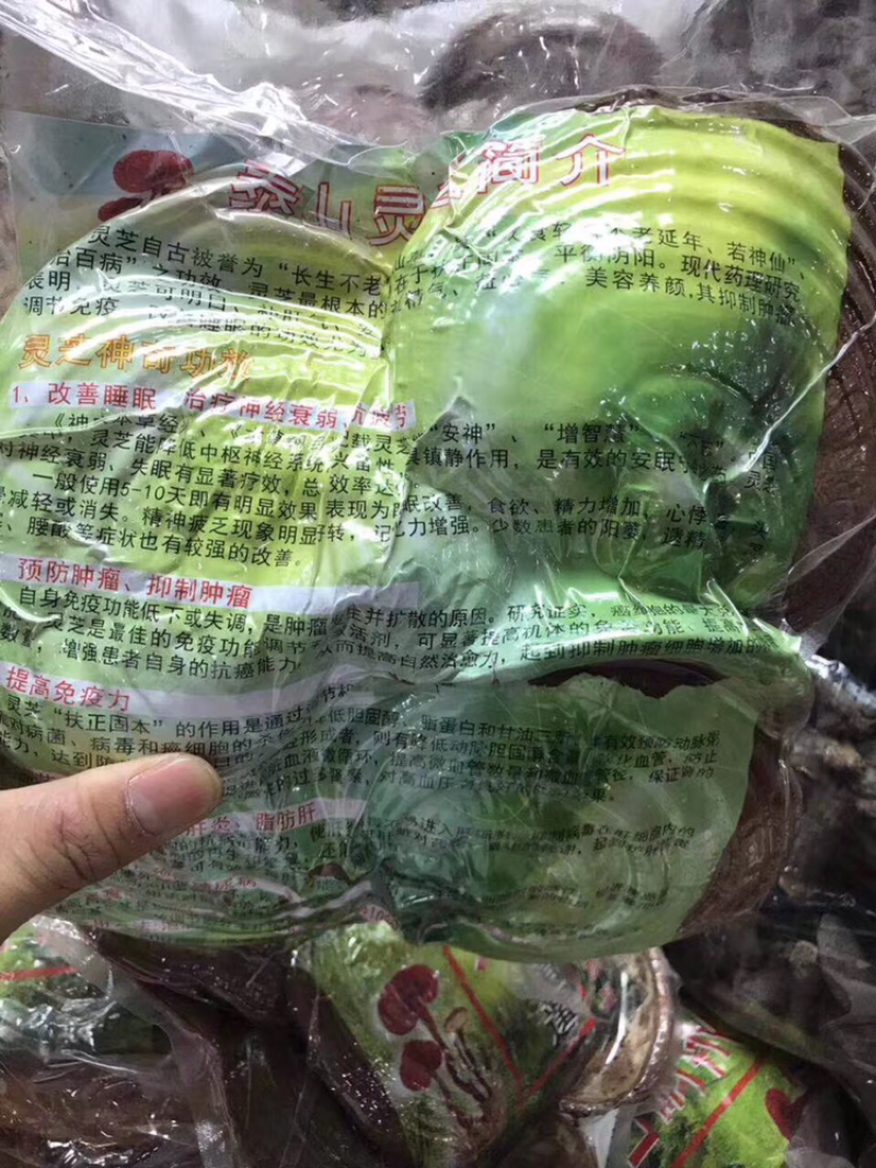 泰山灵芝