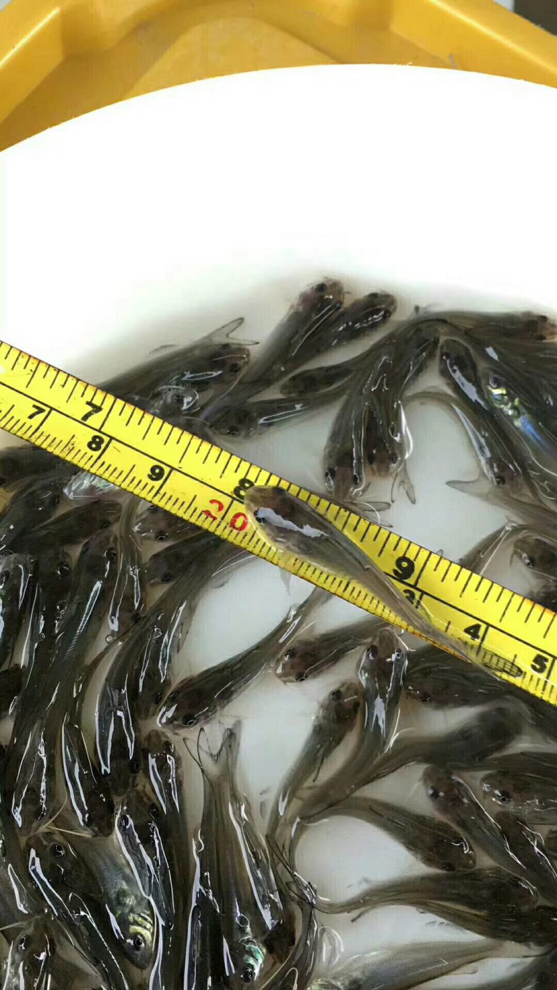 优选斑点叉尾鮰鱼苗钳鱼苗好养快大技术指导基地直供