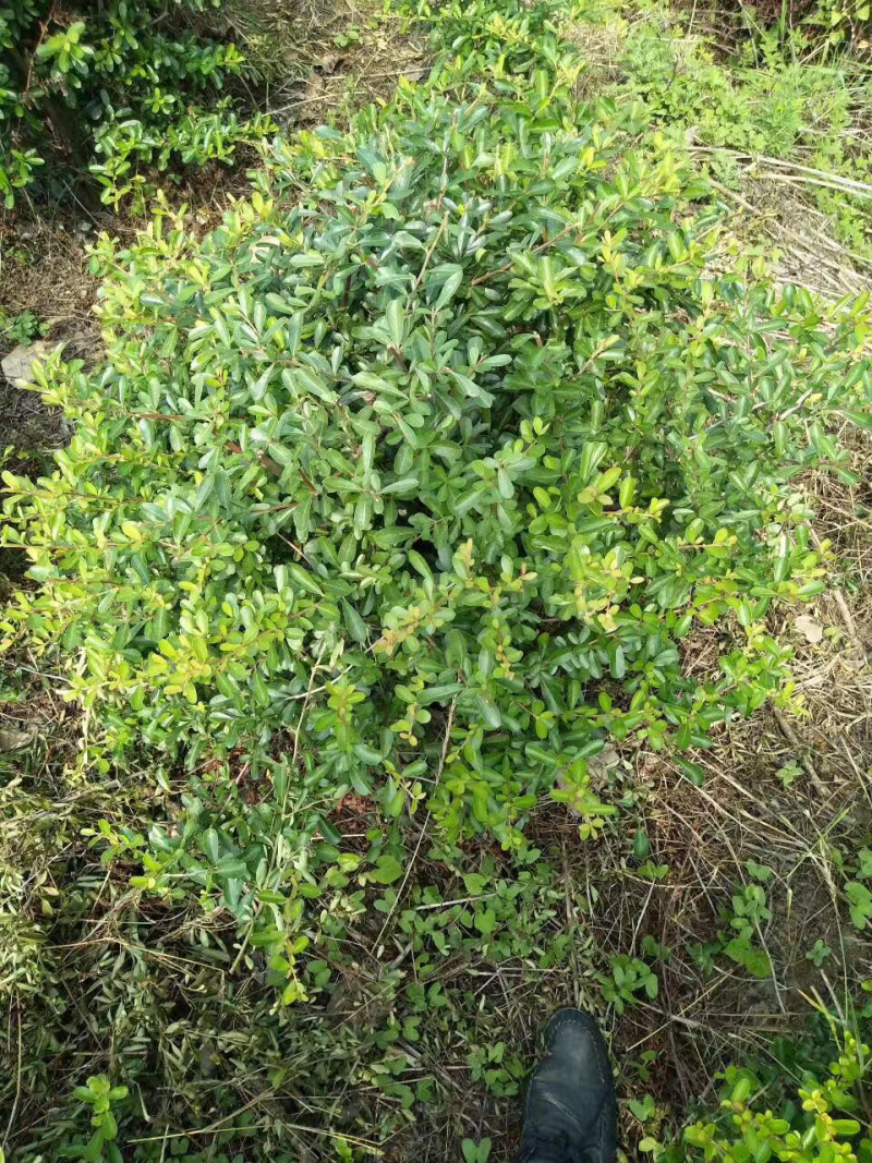 火棘球60冠幅，规格齐全，产地直销