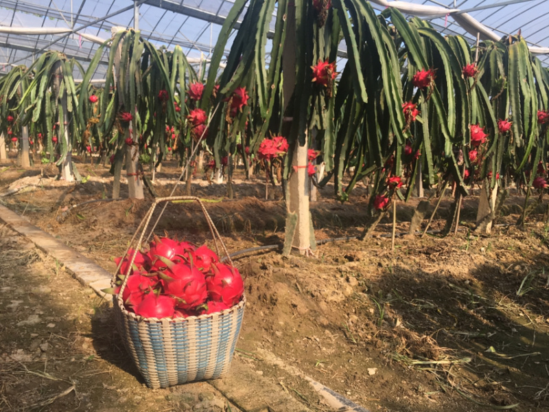 红心火龙果