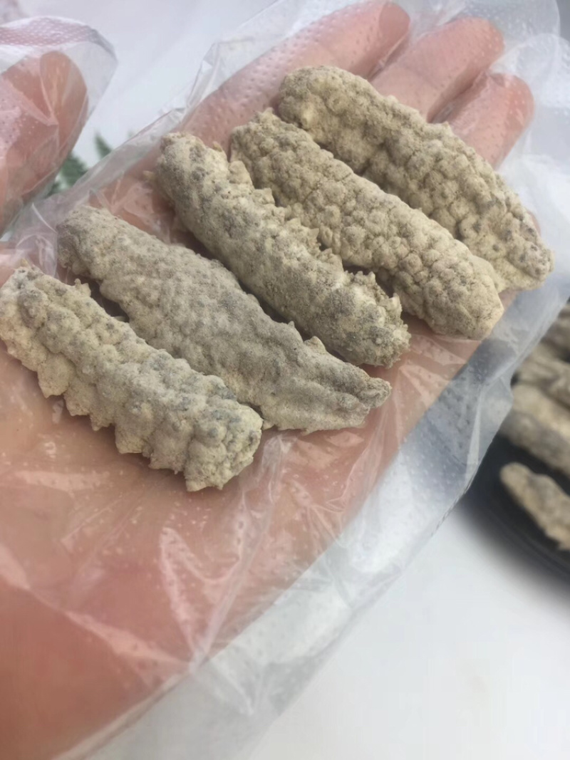 100头非洲白刺参刺参白刺参