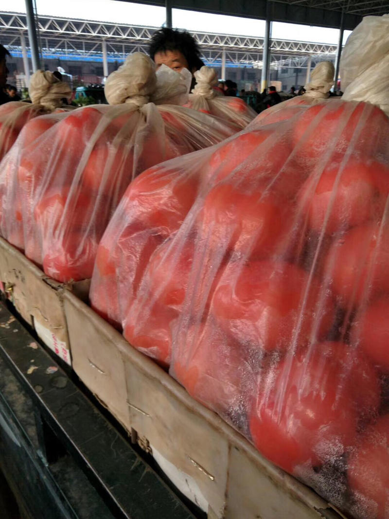 西红柿大红、粉红、精品弧起步大量供货精品西红柿