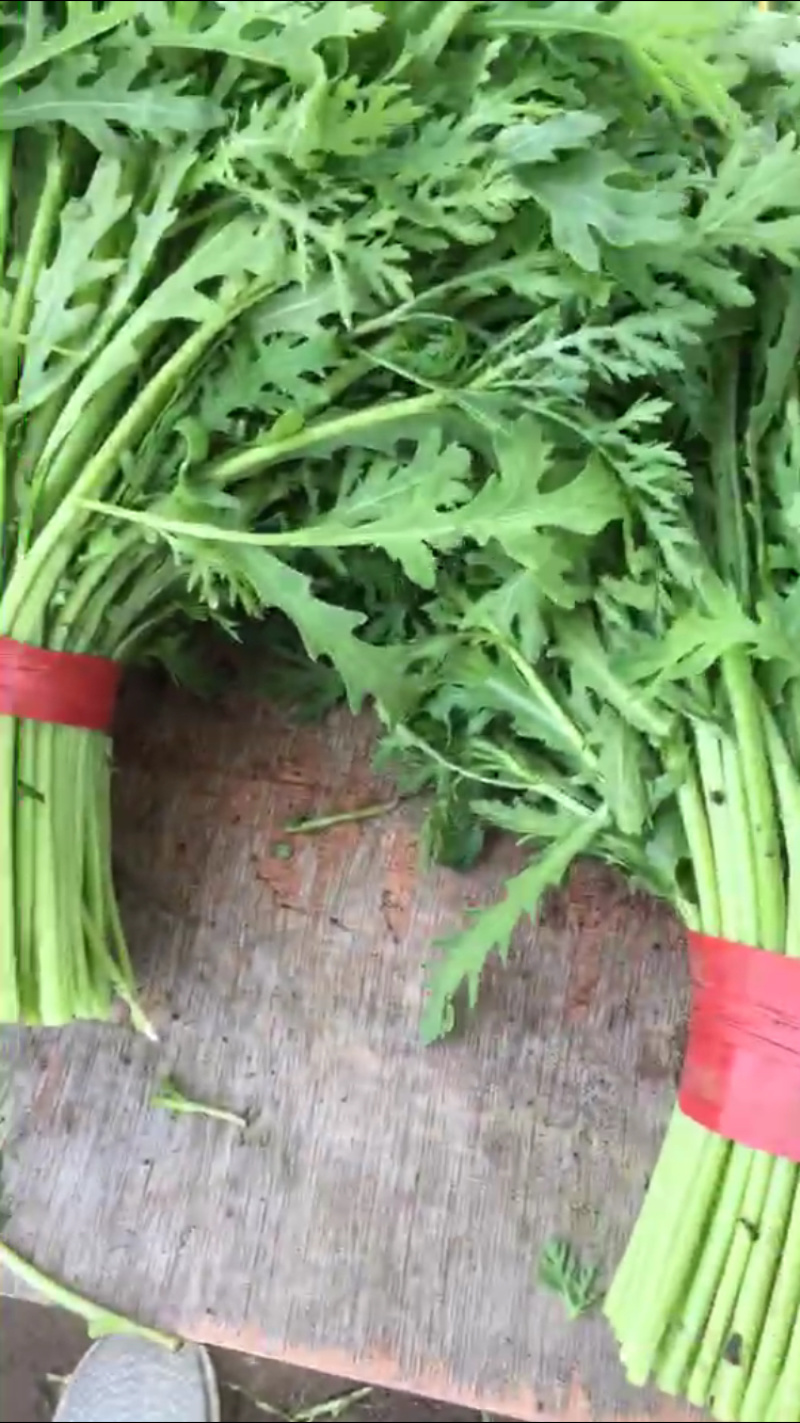 大量出售精品茼蒿