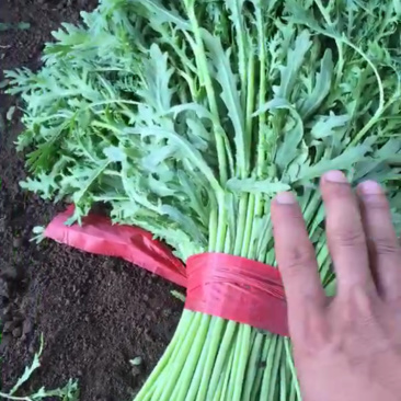 大量出售精品茼蒿