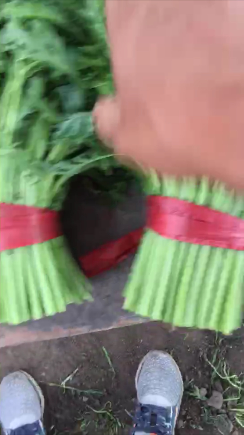 大量出售精品茼蒿