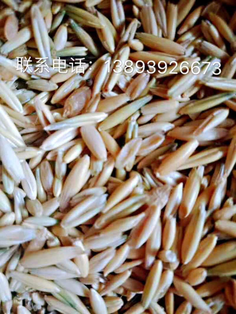 燕麦草种子