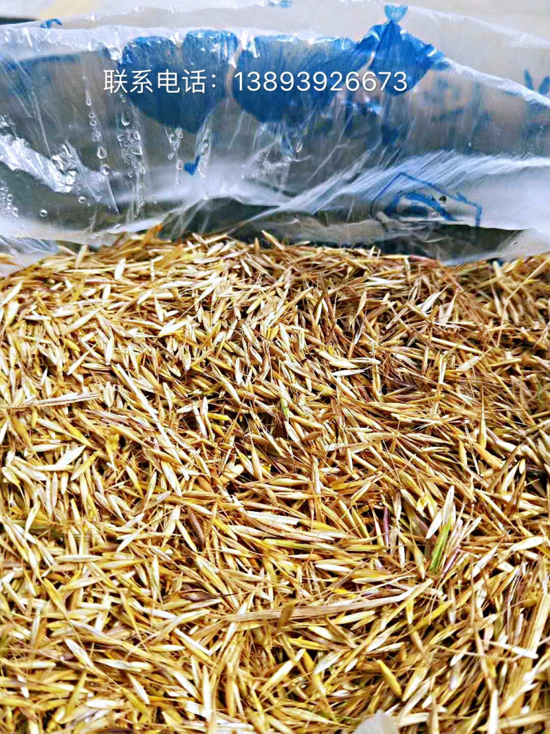 燕麦草种子