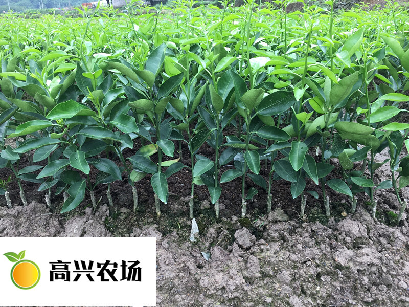 象山红美人柑橘苗正宗红美人苗高兴农场提供
