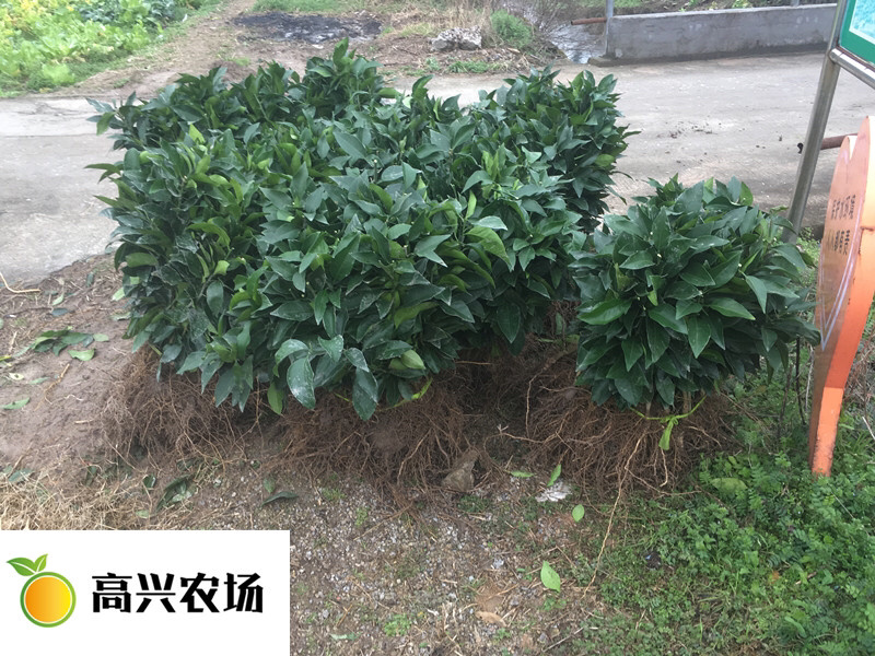 象山红美人柑橘苗正宗红美人苗高兴农场提供