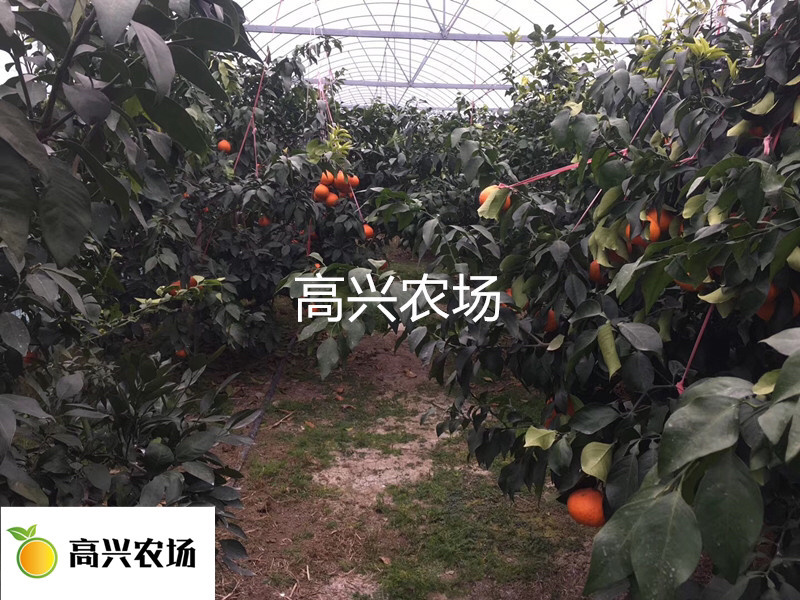 象山红美人柑橘苗正宗红美人苗高兴农场提供