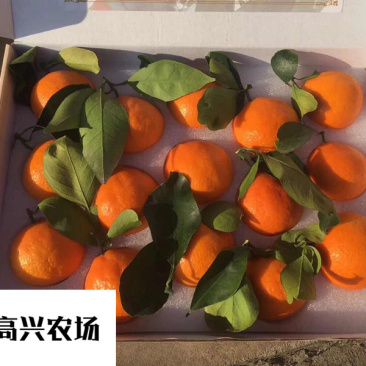 象山红美人柑橘苗正宗红美人苗高兴农场提供