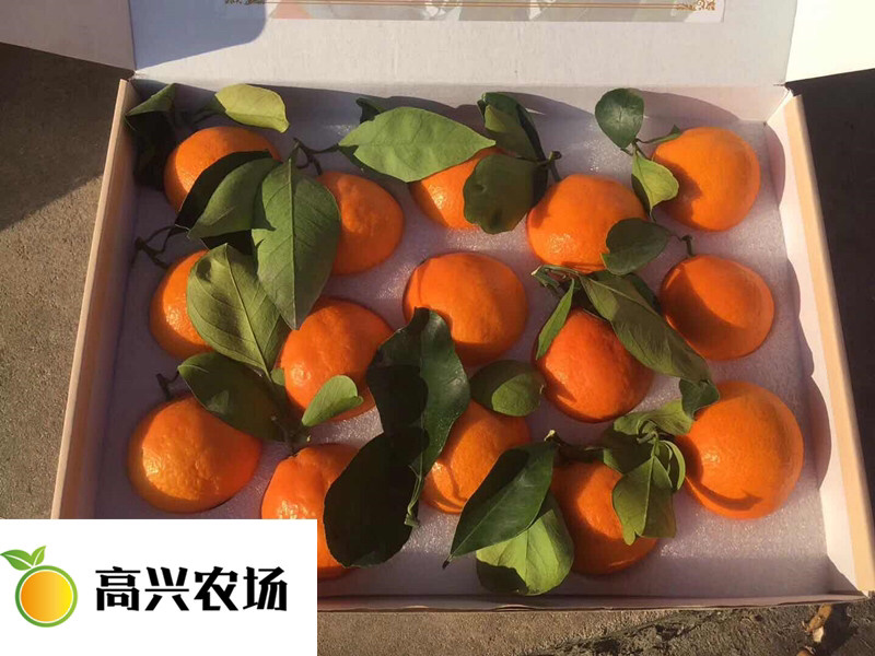 象山红美人柑橘苗正宗红美人苗高兴农场提供