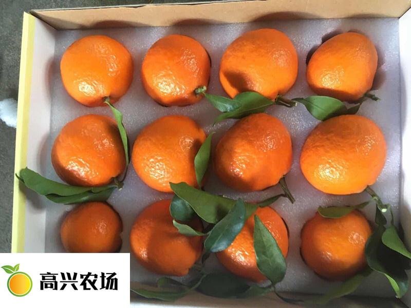 象山红美人柑橘苗正宗红美人苗高兴农场提供