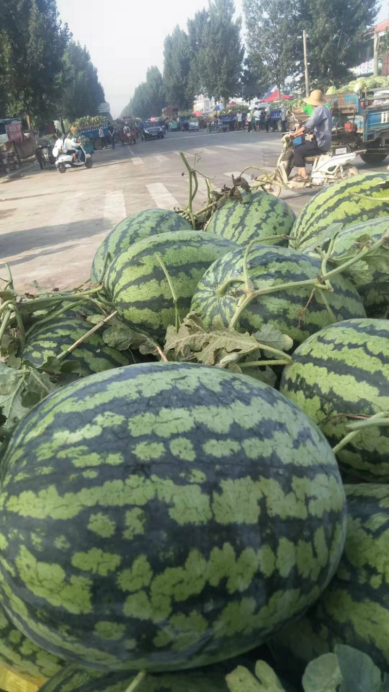 精品西瓜，花皮有籽10斤打底9成熟1茬质量有保障