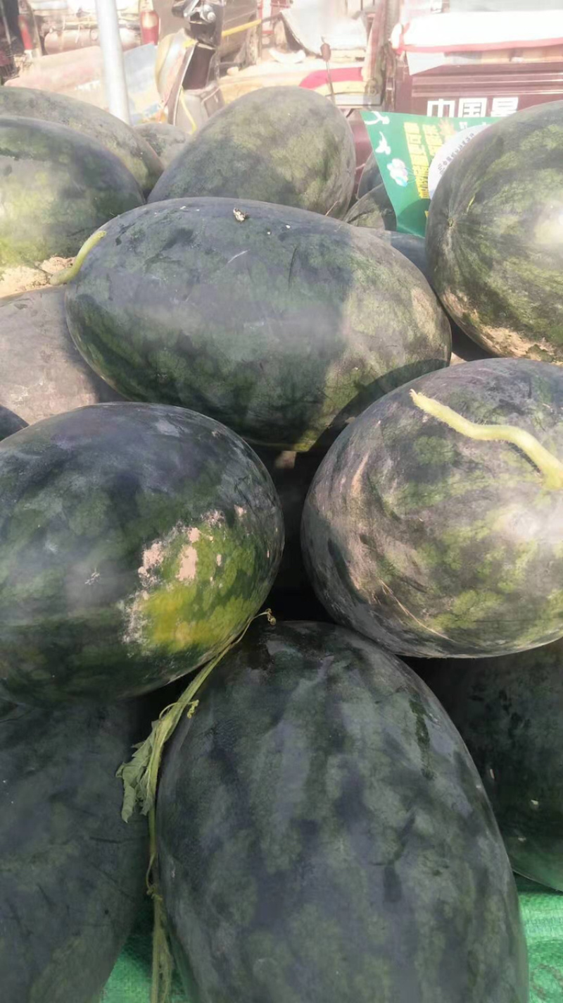 精品西瓜，花皮有籽10斤打底9成熟1茬质量有保障