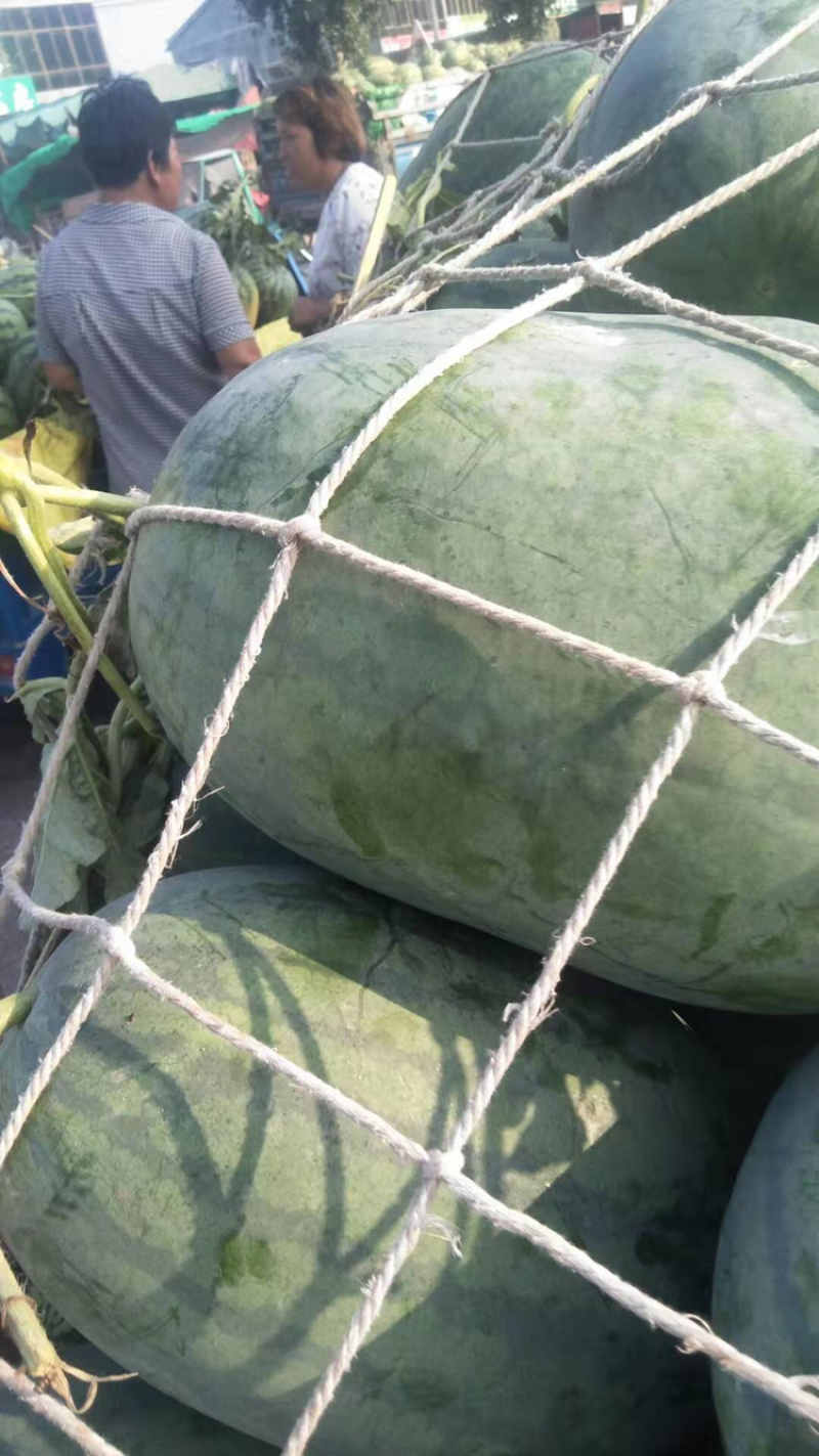 绿宝西瓜，7斤打底9成熟1茬，大量上市