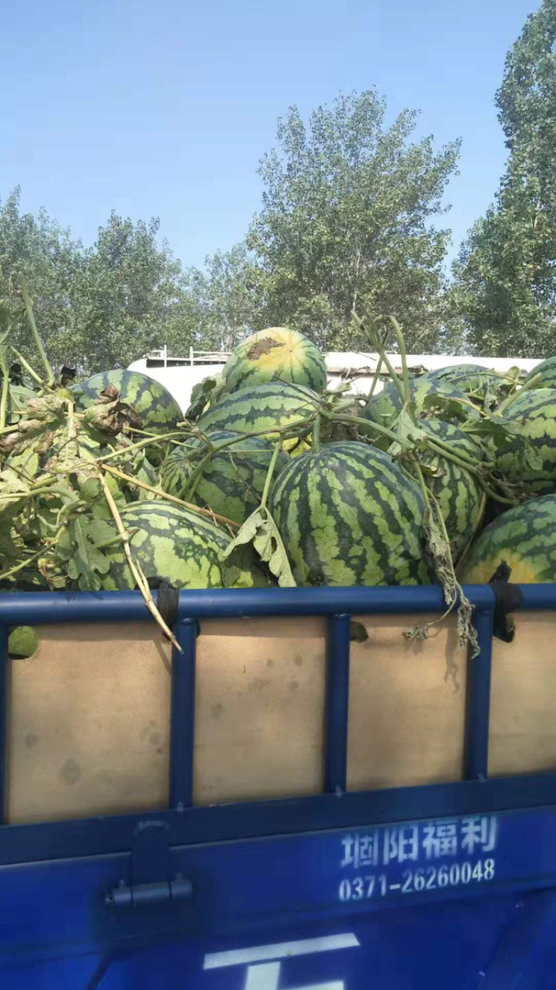 冠龙西瓜40亩7斤打底9成熟1茬，货源充足，质量保障