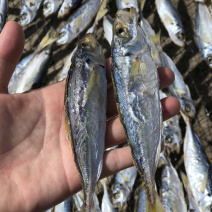 东山岛黄尾巴浪鱼干纯淡干无盐即食