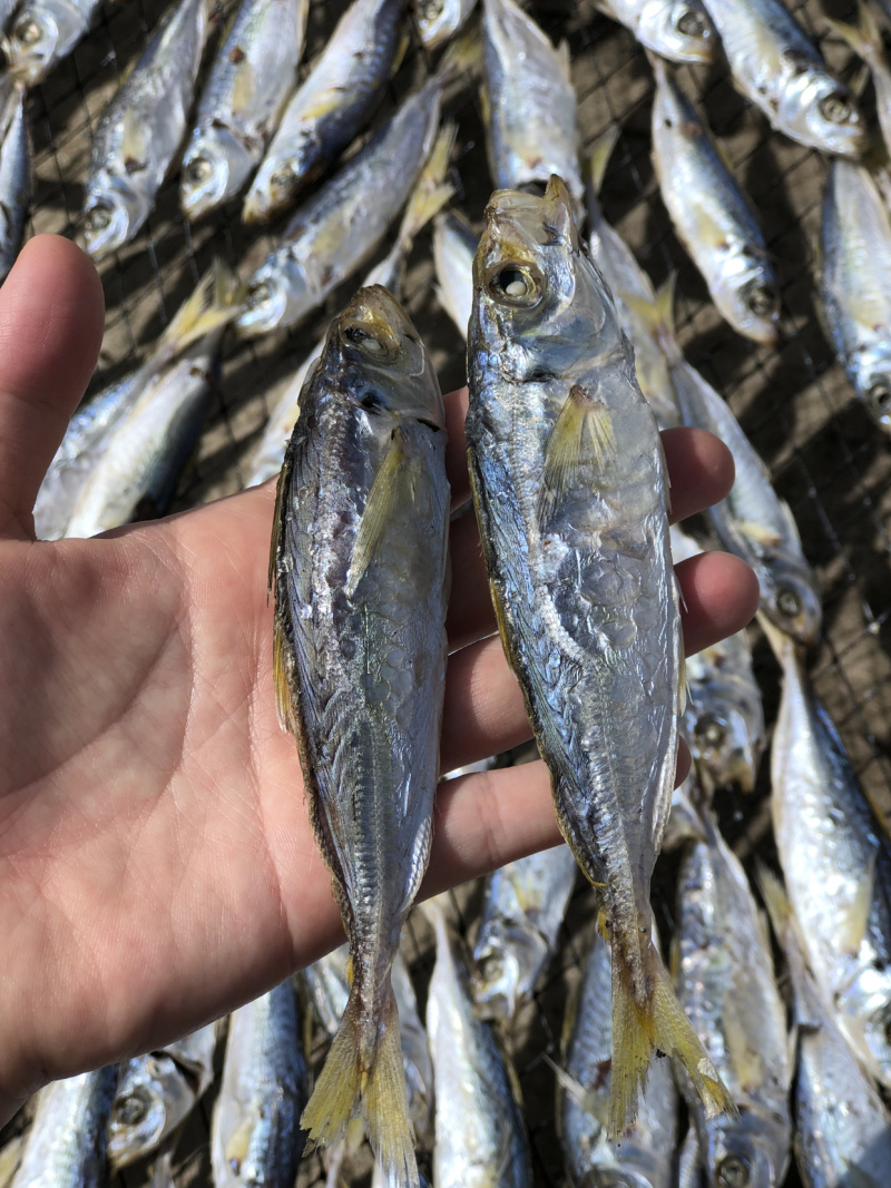 东山岛黄尾巴浪鱼干纯淡干无盐即食包邮