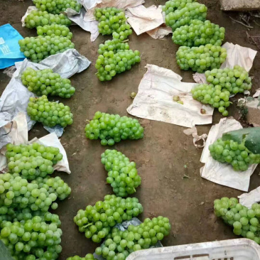 葡萄罐头专用，8611葡萄基地，绿无核葡萄