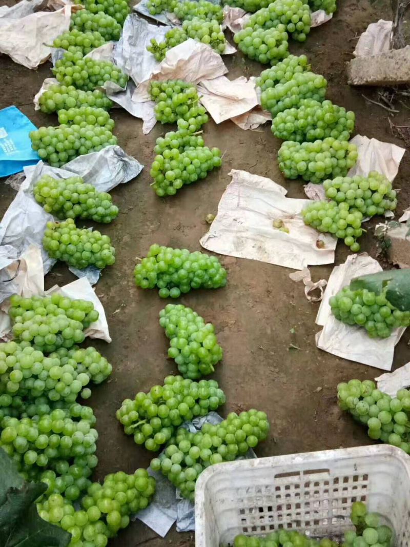 葡萄罐头专用，8611葡萄基地，绿无核葡萄