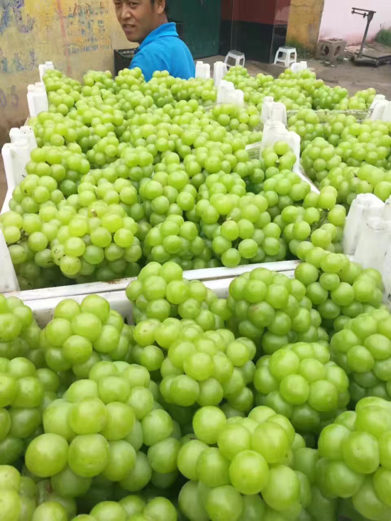 葡萄罐头专用，8611葡萄基地，绿无核葡萄